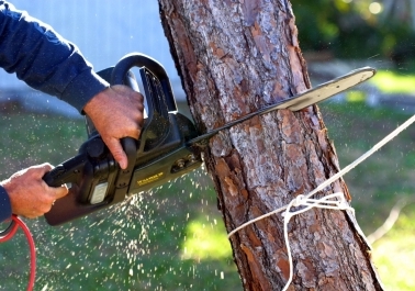 Expert Tree Services in Vancouver, WA: Ensuring Healthy and Safe Trees sidebar image